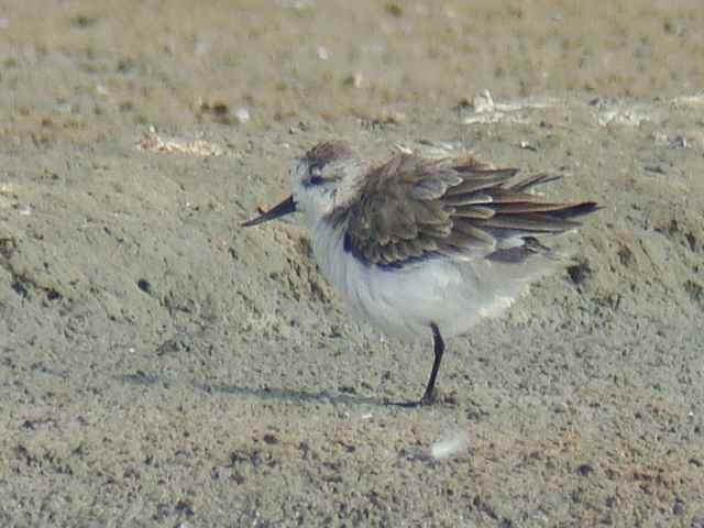 Spoon-billed Sandpiper