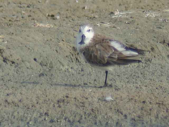 Spoon-billed Sandpiper