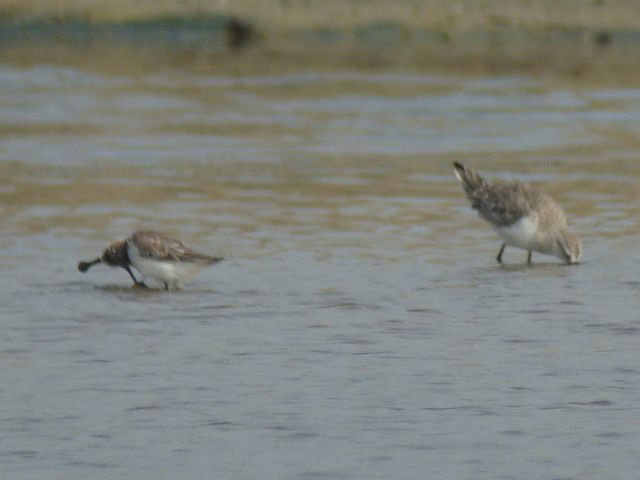 Spoon-billed Sandpiper