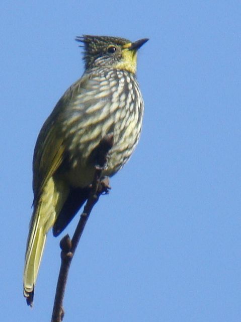 Striated Bulbul