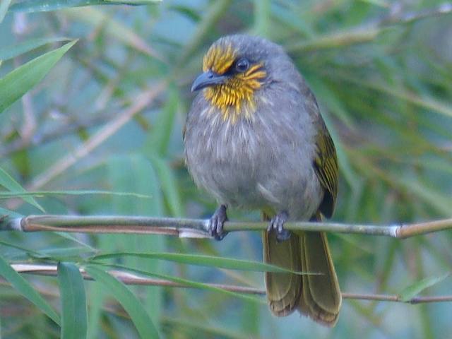 Stripe-throated Bulbul