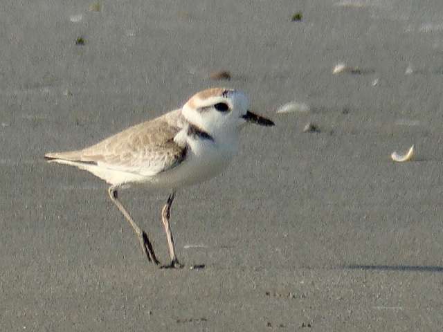 White-faced Plover