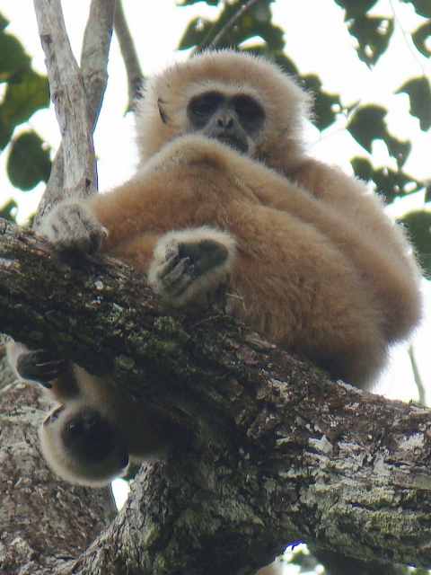 White-handed Gibbon