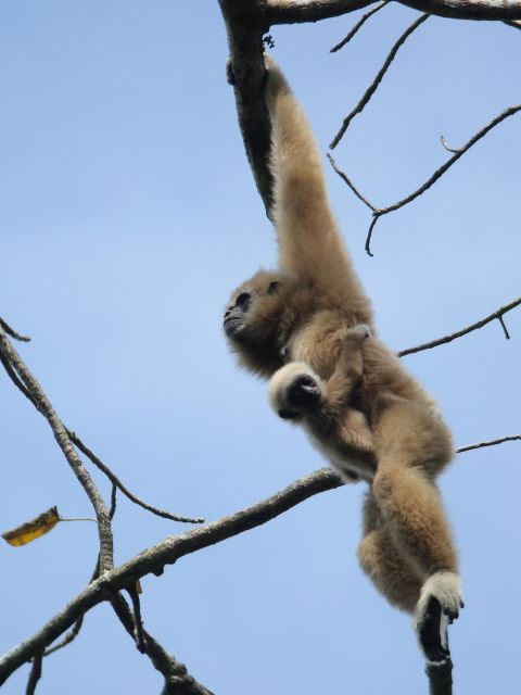 White-handed Gibbon + baby
