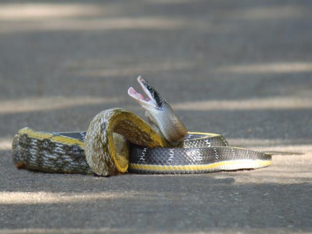 Yunnan Stripe-tailed Rat Snake