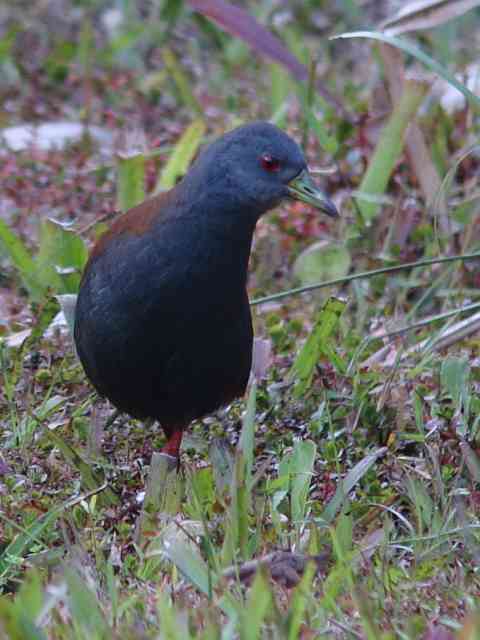 Black-tailed Crake