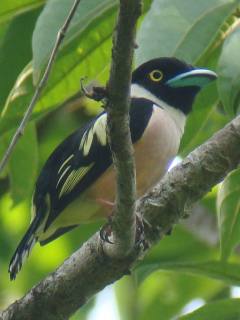 Black-and-yellow Broadbill / Birding2asia