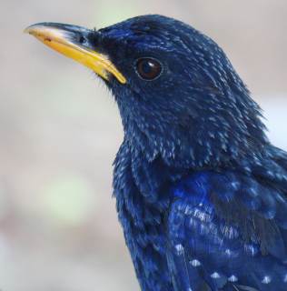 Blue Whistling Thrush / Birding2asia