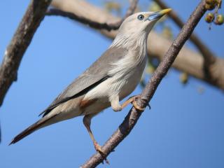 Chestnut-tailed Starling / Birding2asia