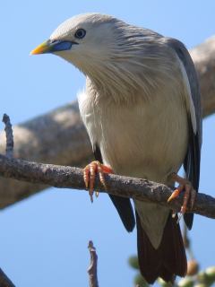 Chestnut-tailed Starling