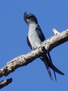 Grey-rumped Treeswift / Birding2asia