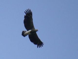 Lesser Fish Eagle / Birding2asia