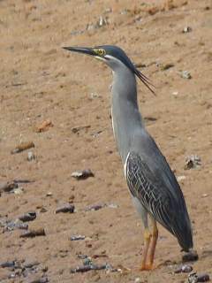 Little Heron / Birding2asia