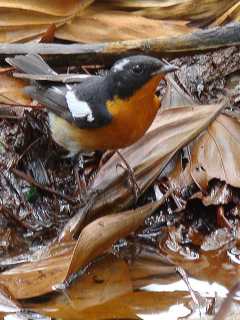 Mugimaki Flycatcher / Birding2asia