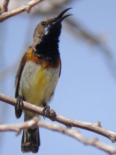 Olive-backed Sunbird