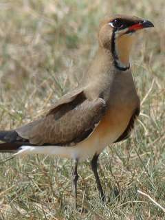 Oriental Pratincole / Birding2asia