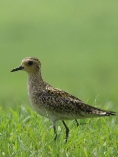 Pacific Golden Plover / Birding2asia