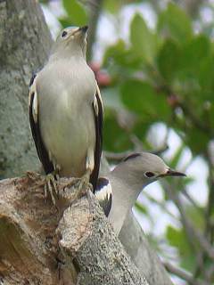 Daurian Starling / Birding2asia