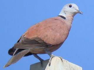 Red-collared Dove