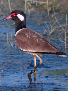 Red-wattled Lapwing