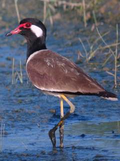 Red-wattled Lapwing