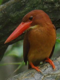 Ruddy Kingfisher