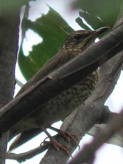 Siberian Thrush / Birding2asia