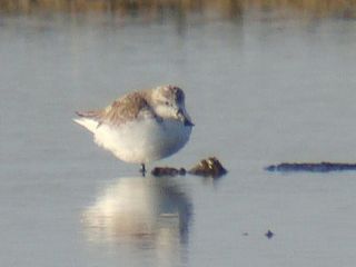 Spoon-billed Sandpiper / Birding2asia