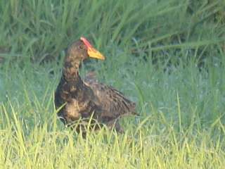 Watercock / Birding2asia