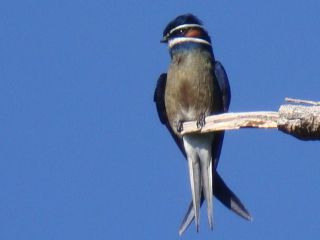 Whiskered Treeswift / Birding2asia