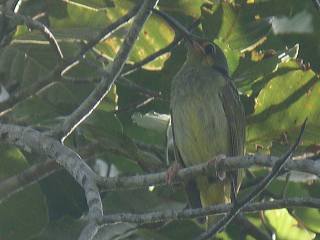 Yellow-eared Spiderhunter