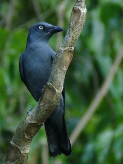 Bar-bellied Cuckooshrike Mindoro