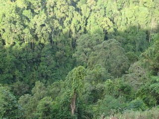 Philippine Eagle nest site