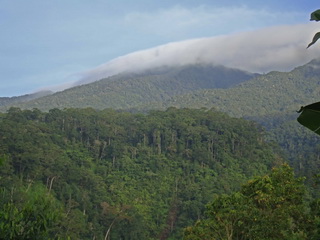 Philippine Eagle habitat