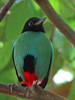 Hooded Pitta Mindoro