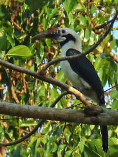 Mindoro Hornbill