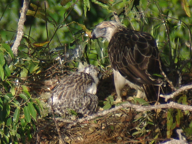 Philippine Eagle nest