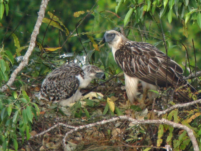 Philippine Eagle Davao