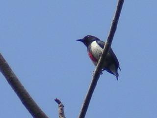 Scarlet-collared
            Flowerpecker