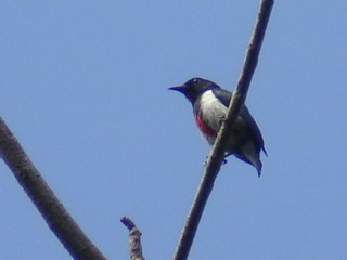 Scarlet-collared
            Flowerpecker