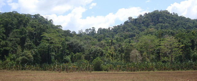 Siburan forest Mindoro