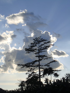 Tree Shaped Cloud