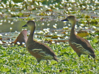 Wandering Whistling Duck