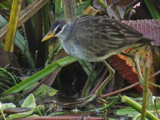 White-browed Crake