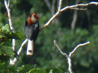 Writhed Hornbill