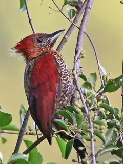 Banded Woodpecker