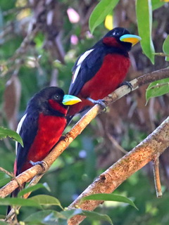 Black-and-red Broadbill