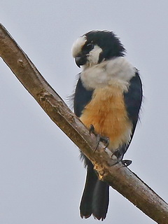 Bornean Falconet