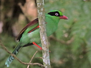 Bornean Green Magpie on Mt Kinabalu