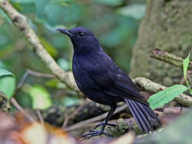 Bornean Whistling Thrush